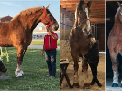 ギネスが認めた世界一背の高い馬