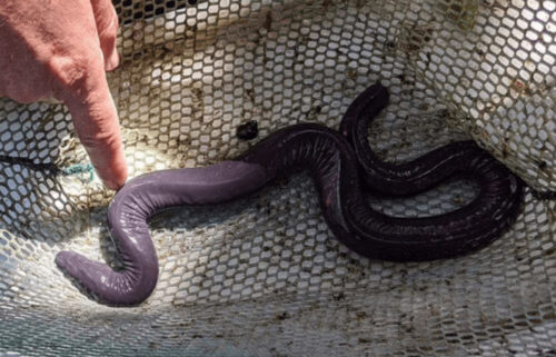 放送禁止生物がアメリカ進出