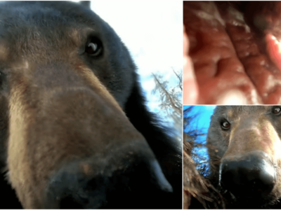 落としたGoProに熊の自撮り動画