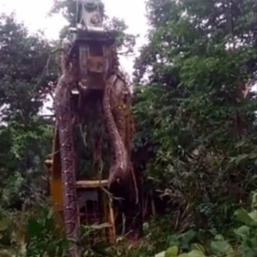 超巨大モンスター蛇を捕獲