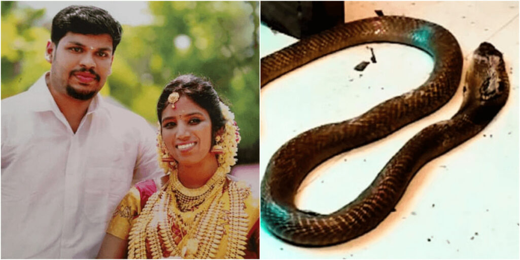 インド人の夫が毒蛇で妻を暗殺事件