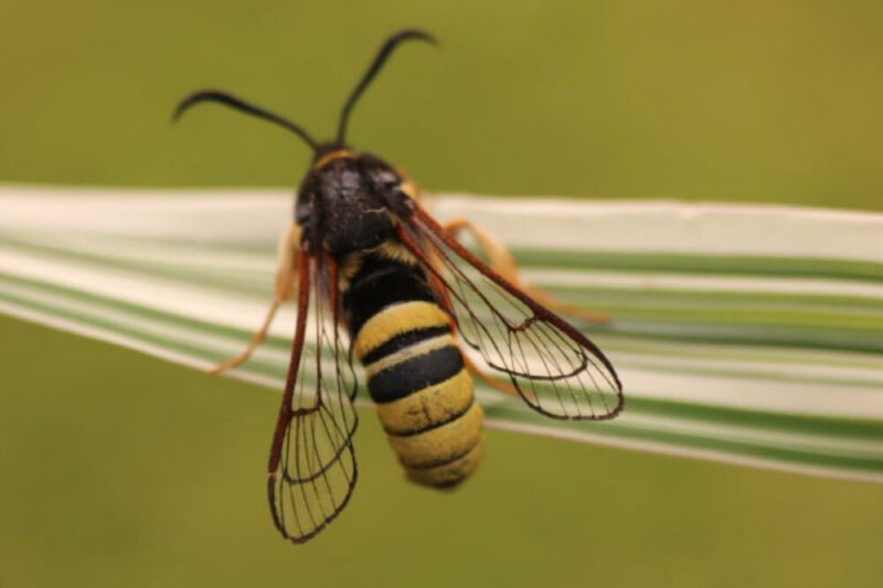 スズメバチにしか見えない蛾の擬態