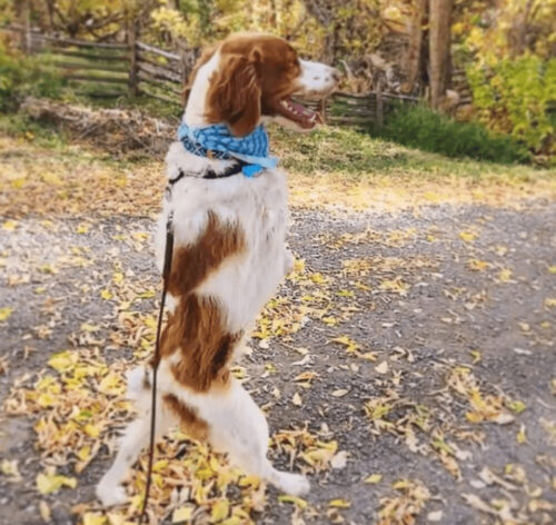 二足歩行をマスターした犬