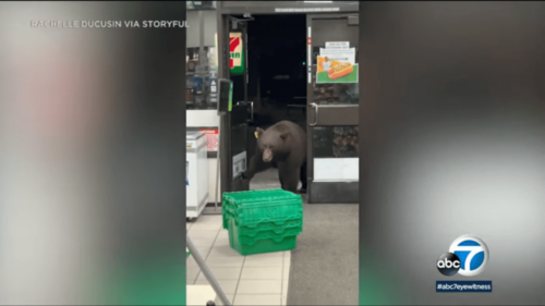 セブンイレブンに熊が来店