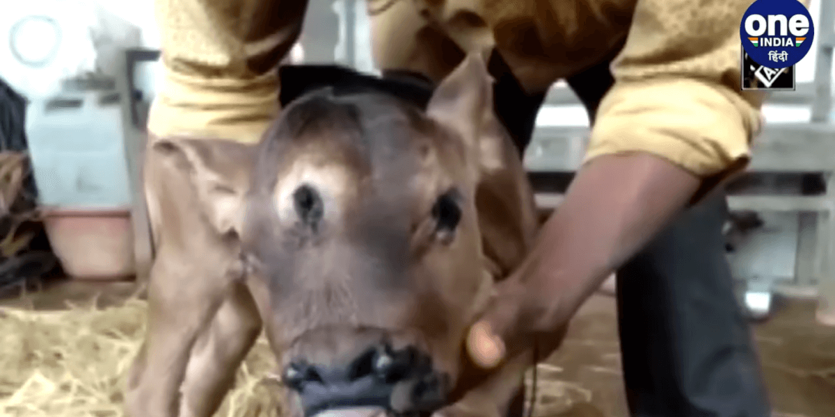 三つ目の子牛はヒンドゥー教の神シヴァの生まれ変わり