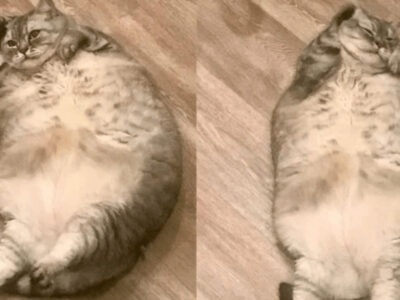 世界一太った猫と動物虐待問題