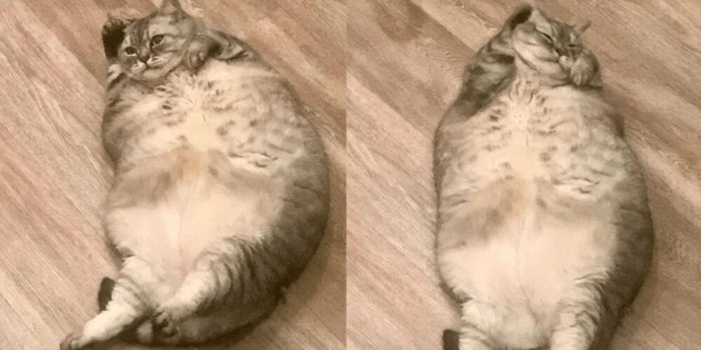 世界一太った猫と動物虐待問題