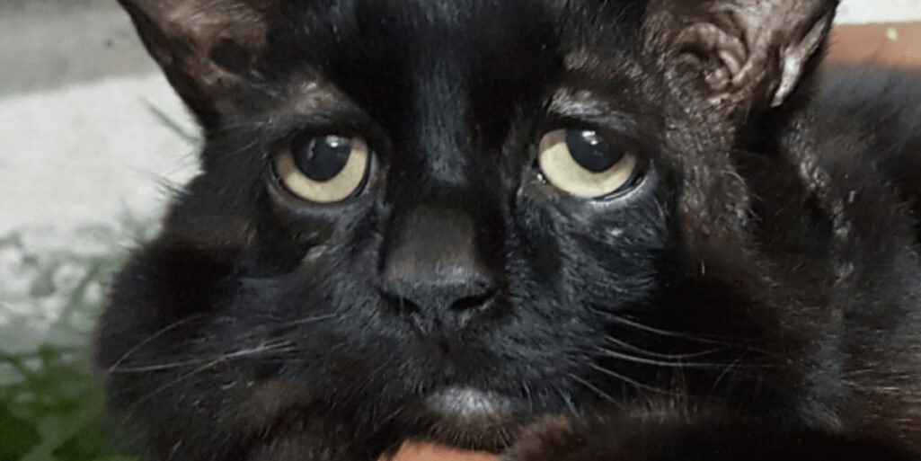 悲しい顔したエーラス・ダンロス症候群の猫