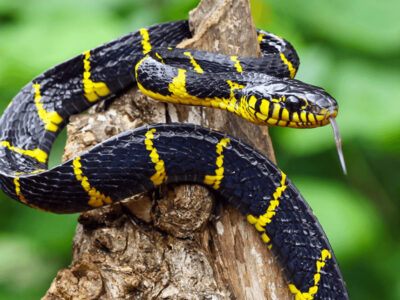 自宅で大量に蛇を飼育していた男が毒蛇に噛まれて死亡