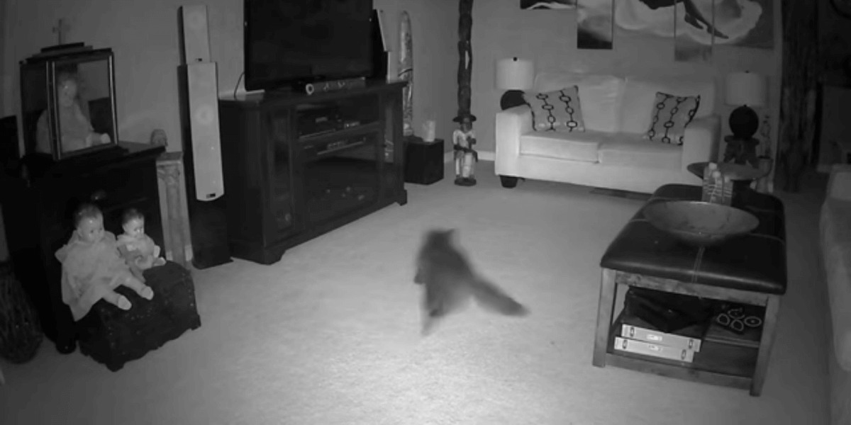 【心霊動画】猫には幽霊が見えている?