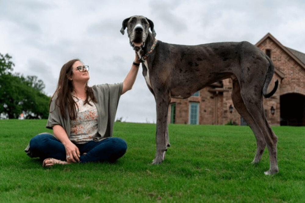 世界一背の高い犬をギネス認定
