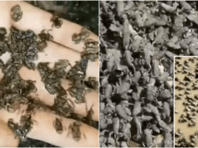TikTokで人気のカエルの軍隊動画は環境に悪影響を与える