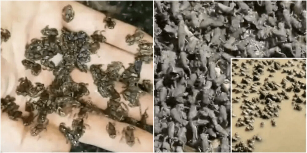 TikTokで人気のカエルの軍隊動画は環境に悪影響を与える