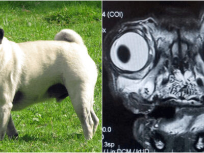 小型犬パグのMRI画像は面白すぎる