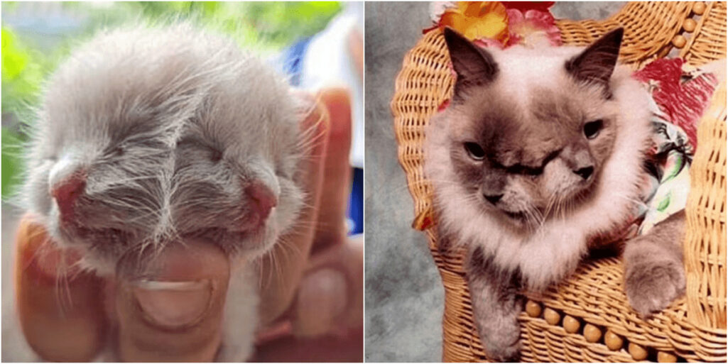 2つの顔を持つヤヌス猫誕生