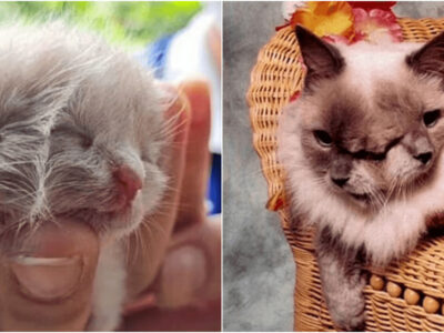 2つの顔を持つヤヌス猫誕生