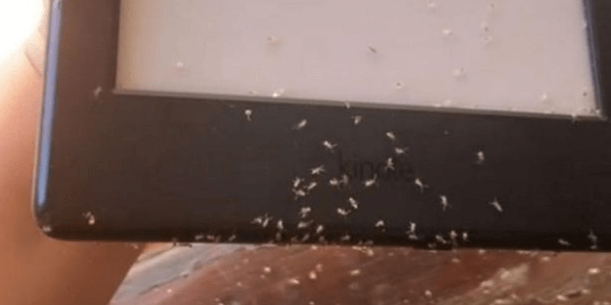 Kindleに蟻の大群が侵入事件