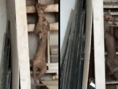 不気味な謎の生物の動画