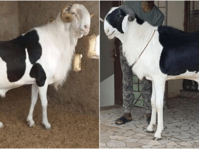 ラドーム羊は家畜界のフェラーリ