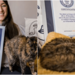 ギネスが認定した世界最高齢の猫