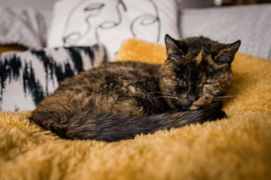 ギネスが認定した世界最高齢の猫