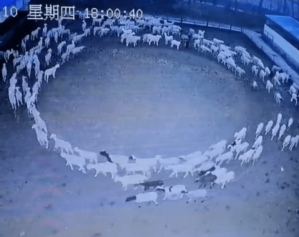 中国にミステリー羊サークルが出現