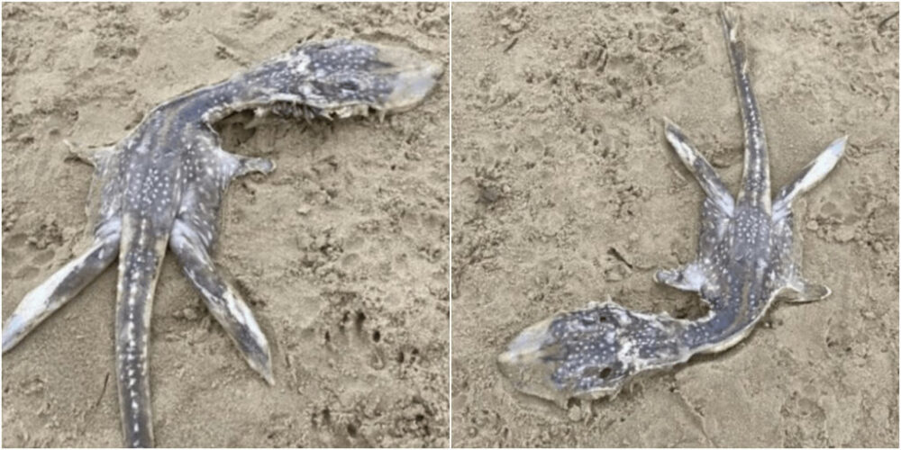 世界で最も珍しいクジラの死骸が海岸で発見されました。なぜそれが良い知らせなのでしょうか?