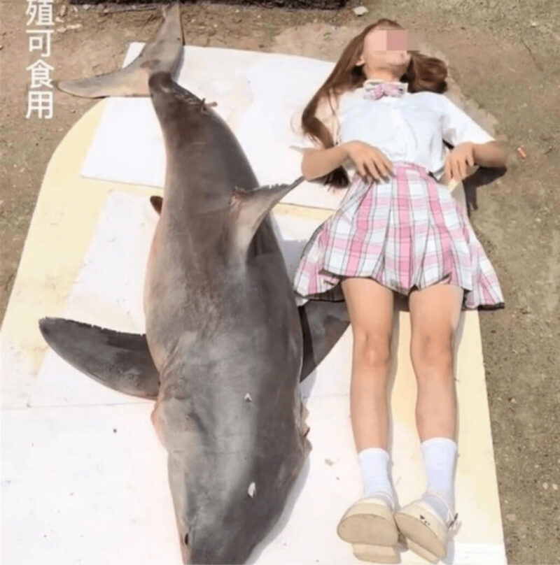 絶滅危惧種ホオジロザメの大食い動画で美女に罰金刑