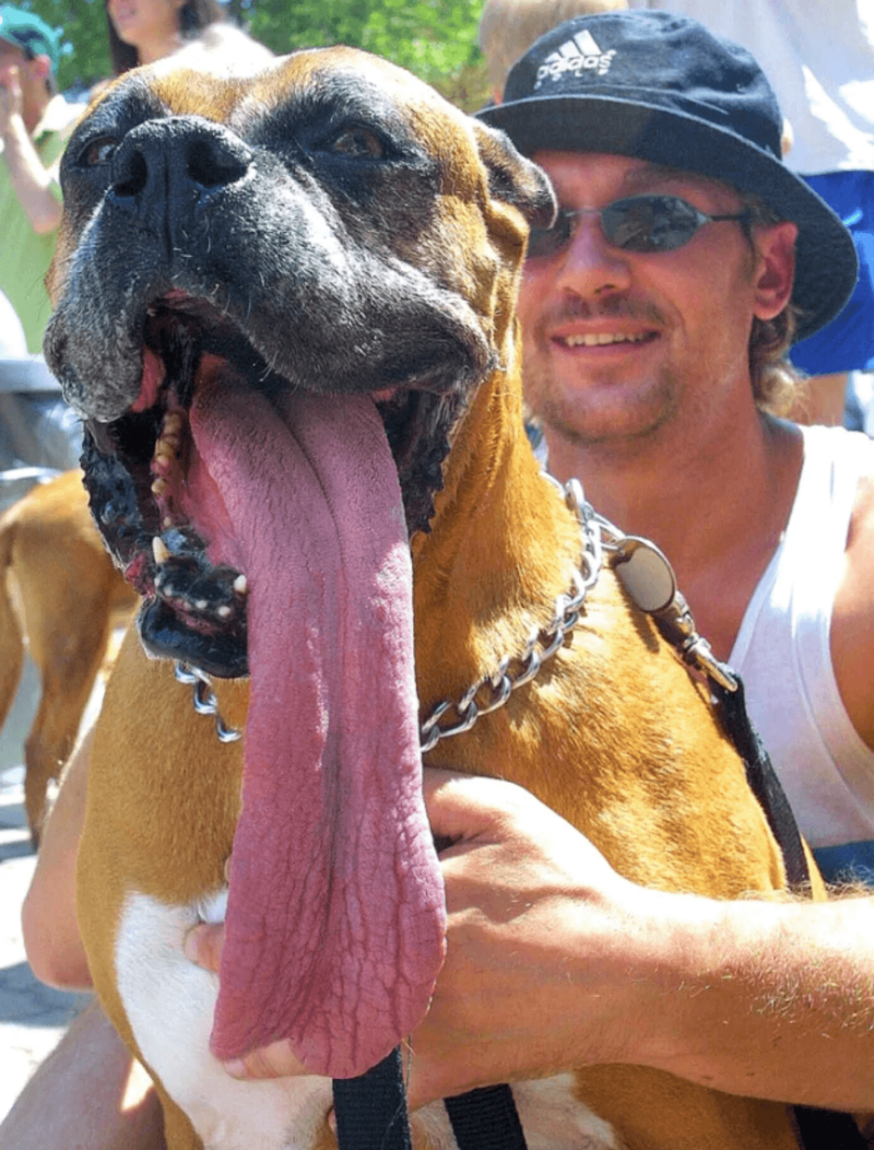世界一舌の長い犬のギネス記録