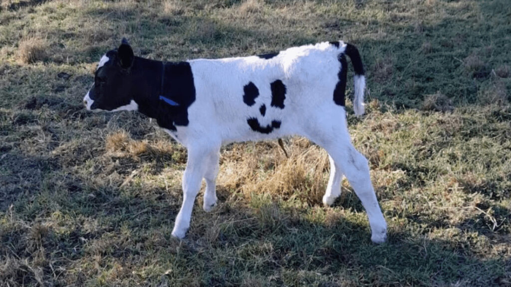 世界一「笑顔の素敵な子牛」誕生