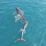 世界初「脊椎側彎症のクジラ」発見