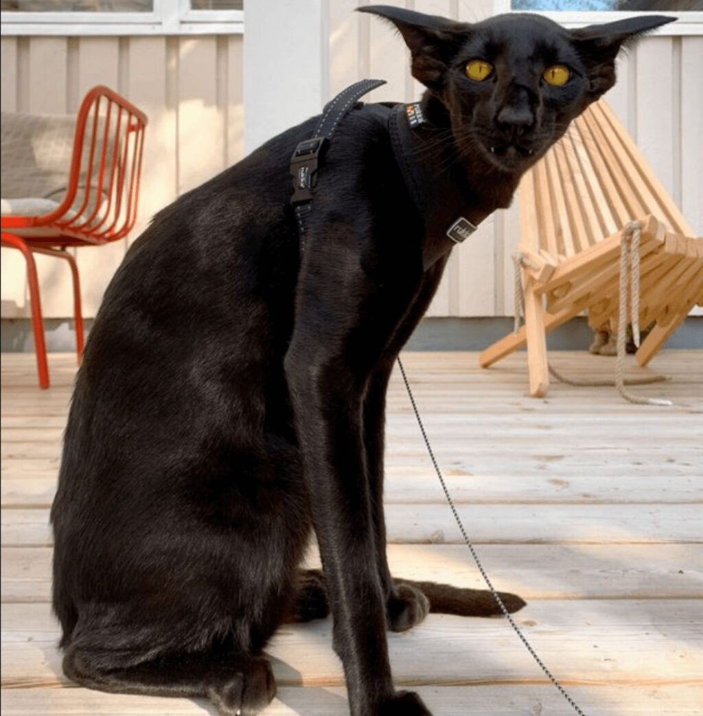 吸血鬼のような黒猫の正体はオリエンタルショートヘア