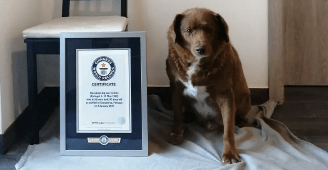 ギネスが認めた世界最高齢の犬が誕生日
