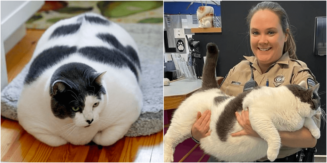世界一太った保護猫がダイエット開始
