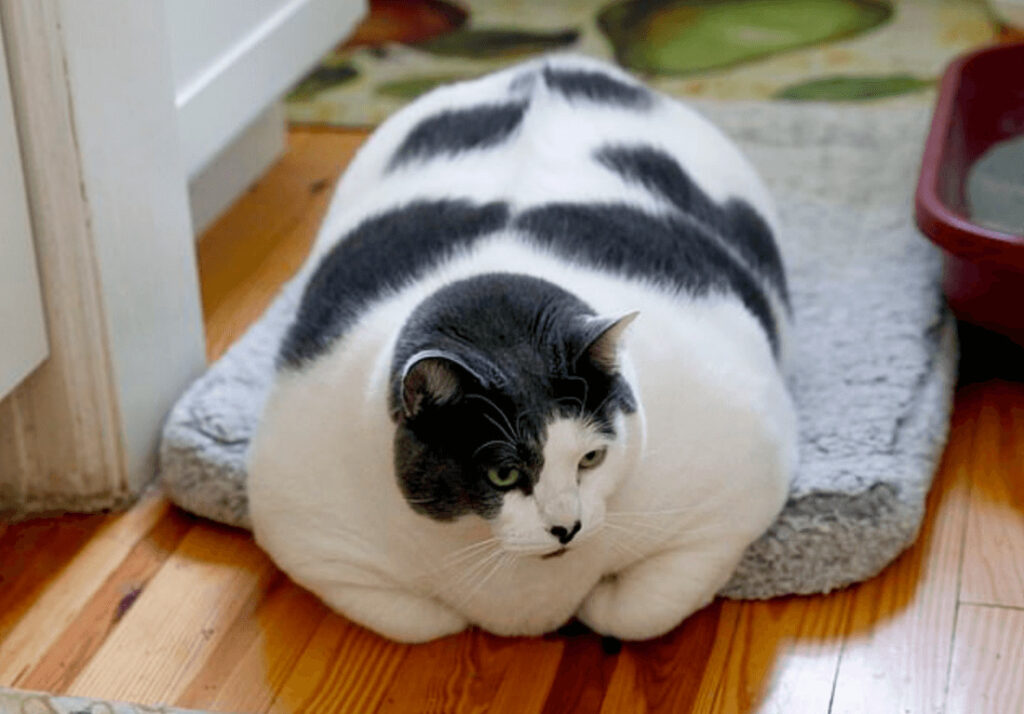 世界一太った保護猫がダイエット開始