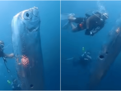 幻の深海魚リュウグウノツカイとダイバーが奇跡の遭遇