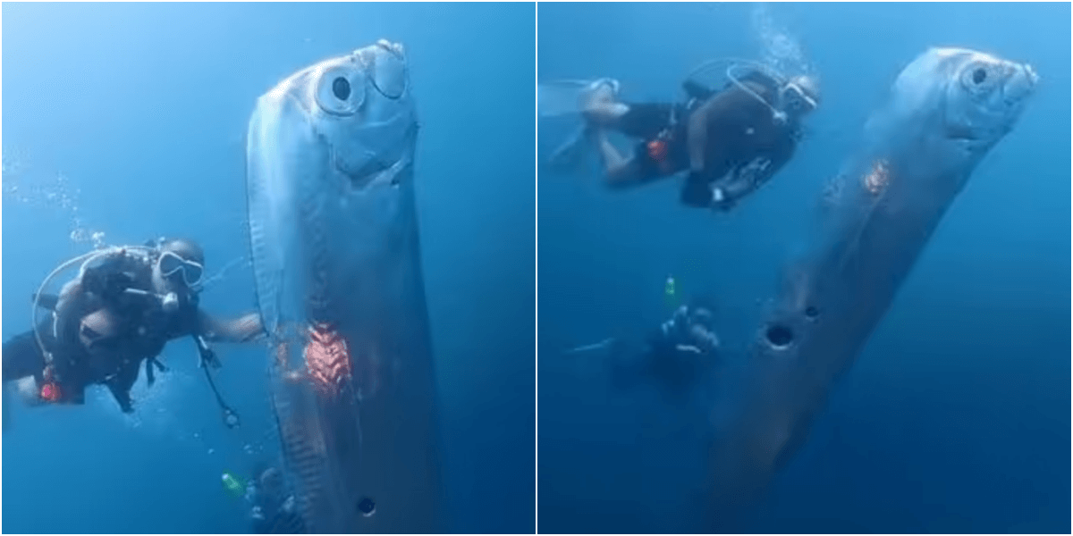 幻の深海魚リュウグウノツカイとダイバーが奇跡の遭遇