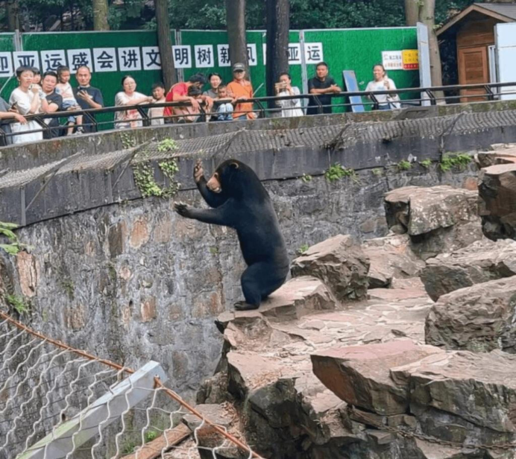 中国の動物園「熊のキグルミ疑惑」動画拡散