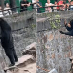 中国の動物園「熊のキグルミ疑惑」動画拡散