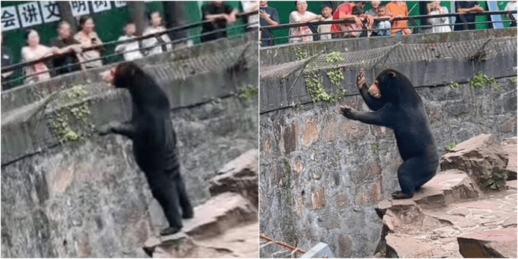 中国の動物園「熊のキグルミ疑惑」動画拡散