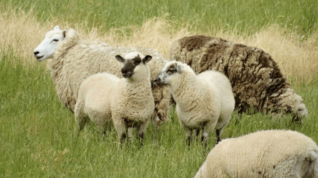 羊の群れが医療用大麻を爆食い事件