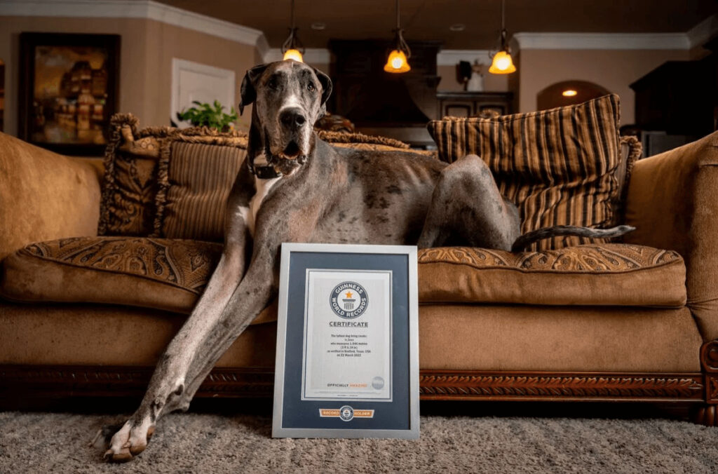 ギネス認定の世界一背の高い犬が癌で死去