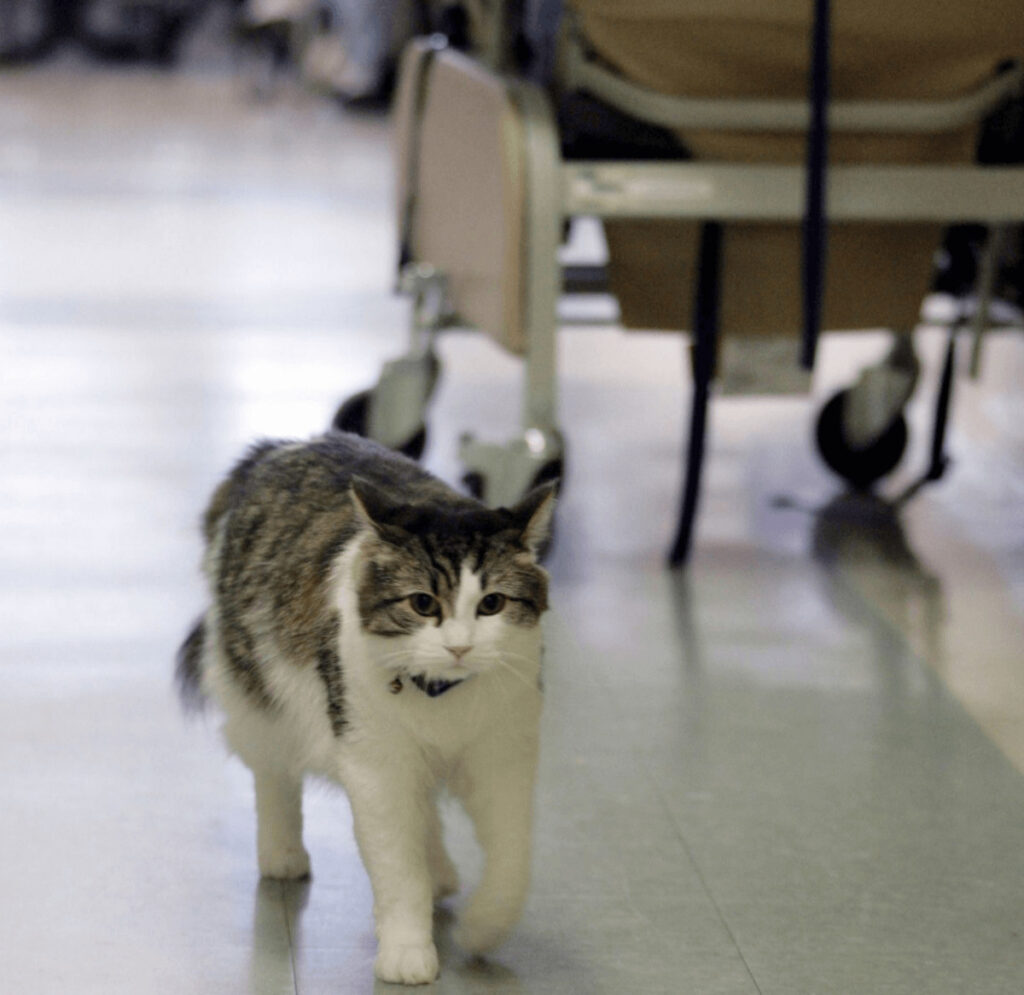人の死を予言する老人ホームの猫