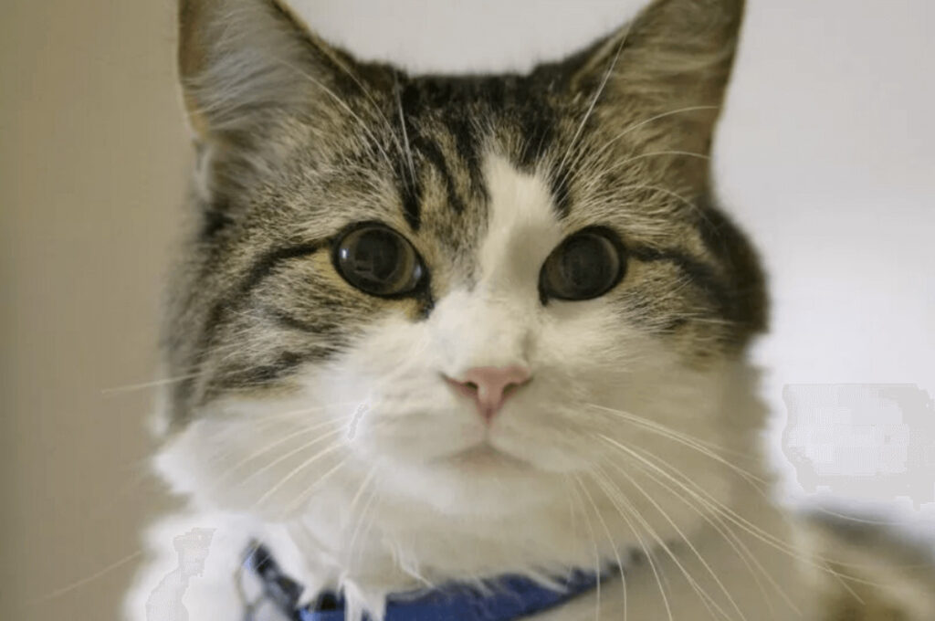 人の死を予言する老人ホームの猫