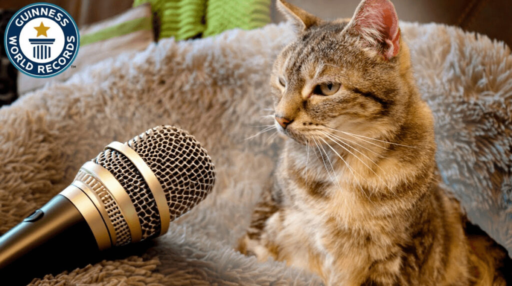 猫の喉ゴロゴロ音量の大きさ世界一でギネス認定