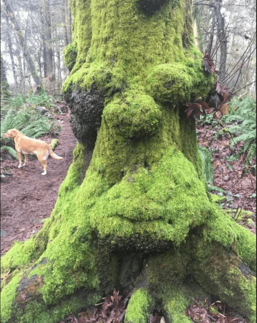 ホーマー・シンプソン激似の大木を発見