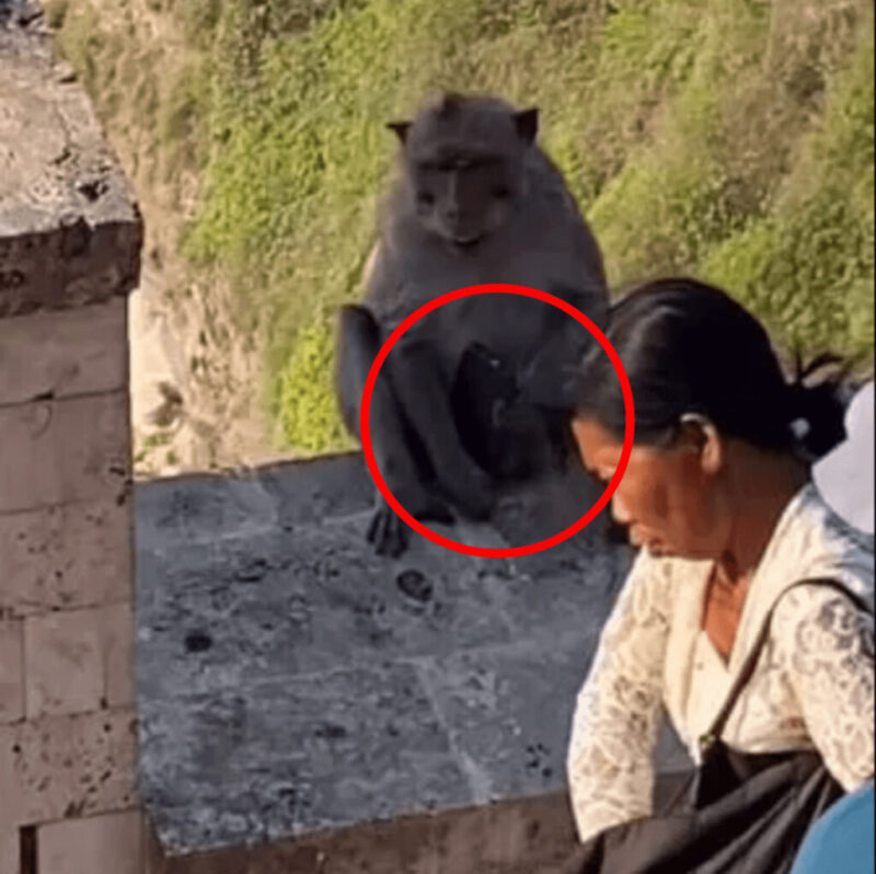 バリ島の極悪猿が観光客のスマホを人質に美味い食い物を要求