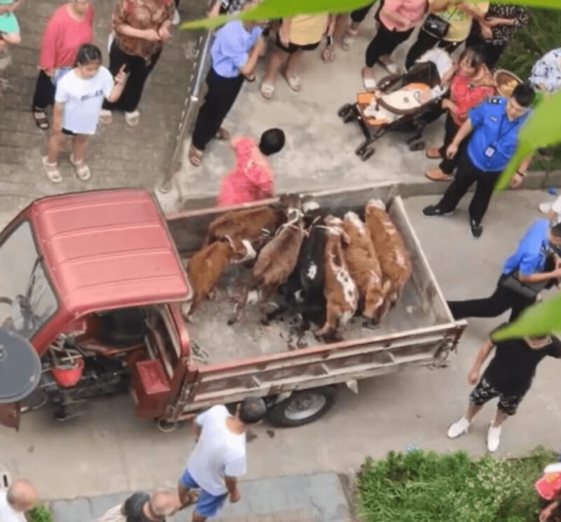中国の田舎者が都会のマンションのベランダで牛を飼う