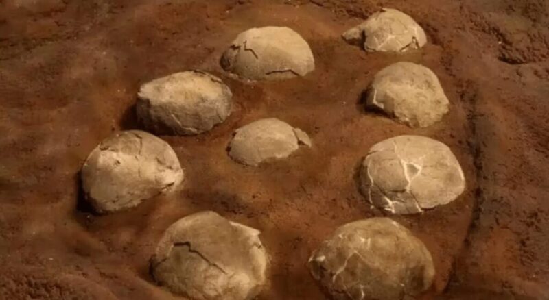 村の秘宝「聖なる石」の正体は恐竜の卵の化石だった