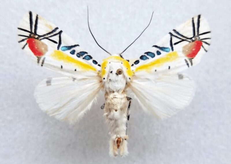 世界一美しい昆虫ピカソ蛾タナバタユカタヤガ